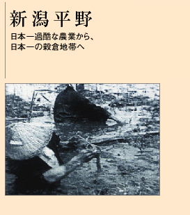 新潟平野